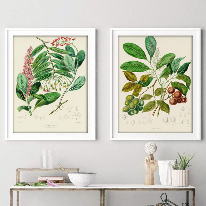 Colección botánica: carteles y - Vintage Collectible Posters reseña y precio